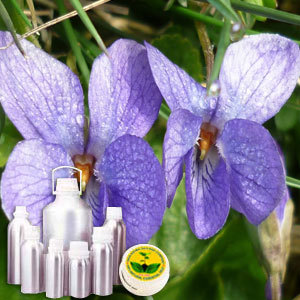 Violet Leaf Absolute Oil