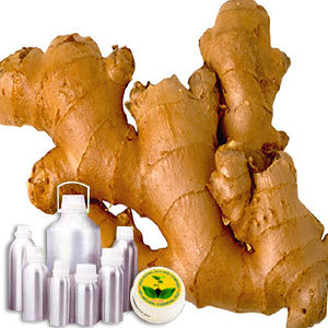 Ginger Oil - CAS #8007-08-7, Pale Yellow Liquid with Herbaceous Odor, 0.870-0.882 Specific Gravity, Steam Distillation Extracted, Muscle Relief Uses