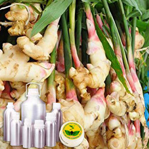 Ginger Oil Certified Organic
