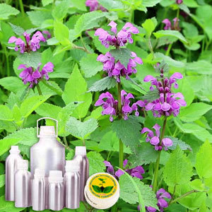 Sage Therapeutic Grade Oil