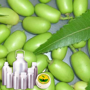 Neem Carrier Oil - Expeller Pressed from Neem Seeds | Rich in Triterpenes, Antiseptic and Moisturizing Properties, Strong Earthy Aroma