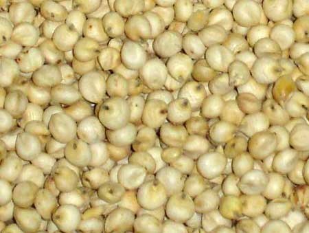 पीला बाजरा (ज्वार)