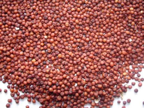 उंगलियों का बाजरा (रागी)