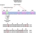 Proteomassa C Cytochrome C Maldi-Ms Standard C42H52Fen8O6S2
