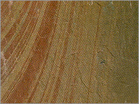 ताज गुलाब