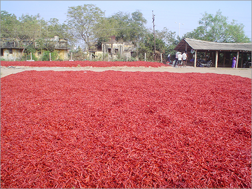 शिकन तना रहित
