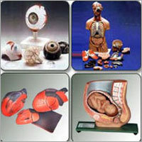 Fiber Glass Anatomical Models Rapid Learning