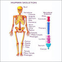 Human Model Rapid Learning