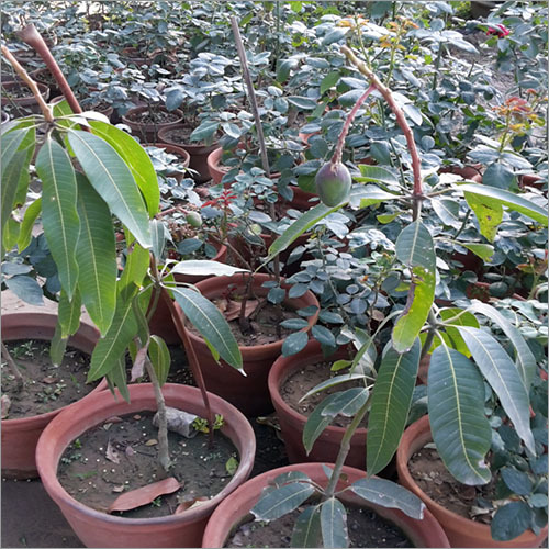 ग्राफ्टेड थाईलैंड आम का पौधा