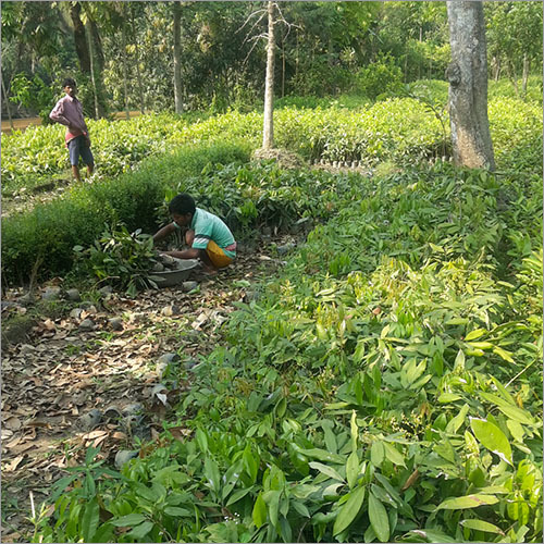 आम के गड्ढेदार पौधे