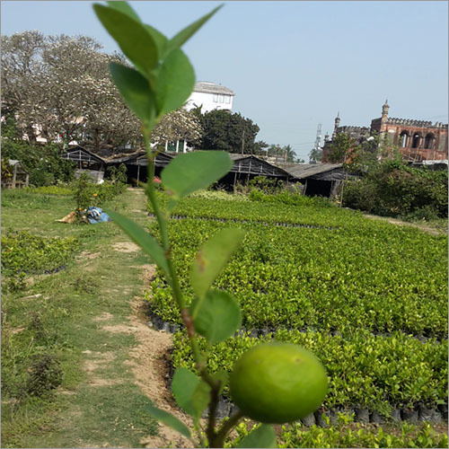 ग्राफ्टेड नेचुरल नींबू पौधा