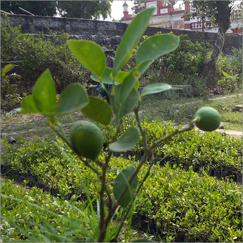 ग्राफ्टेड नींबू पौधा