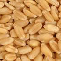 Wheat Peptone