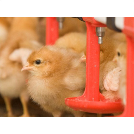 क्लासिक ड्रिंकर