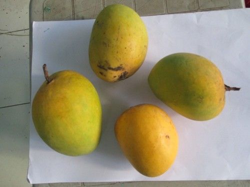 Hapoos Mango