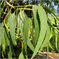 युकलिप्टस