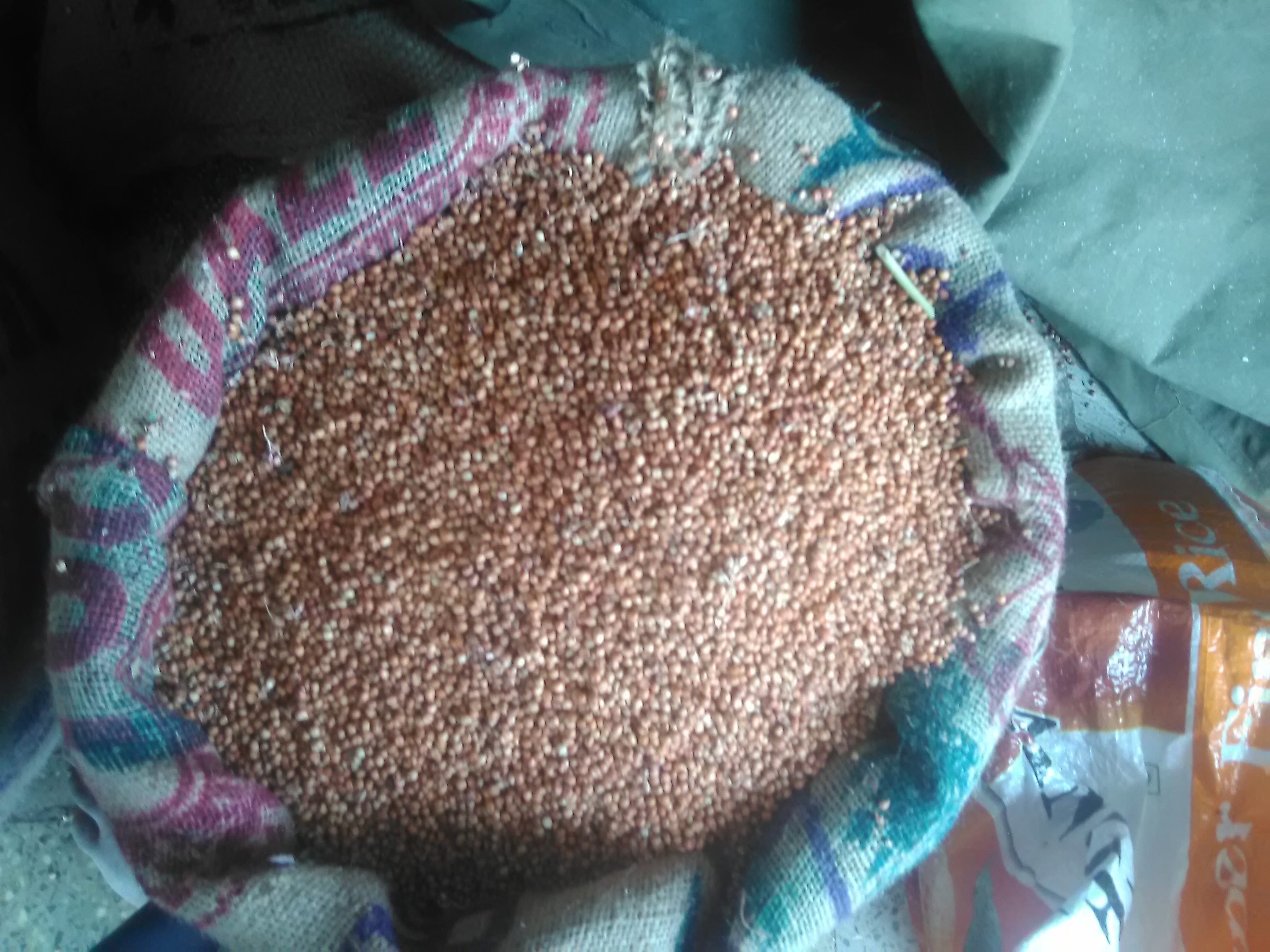 Organic Maize