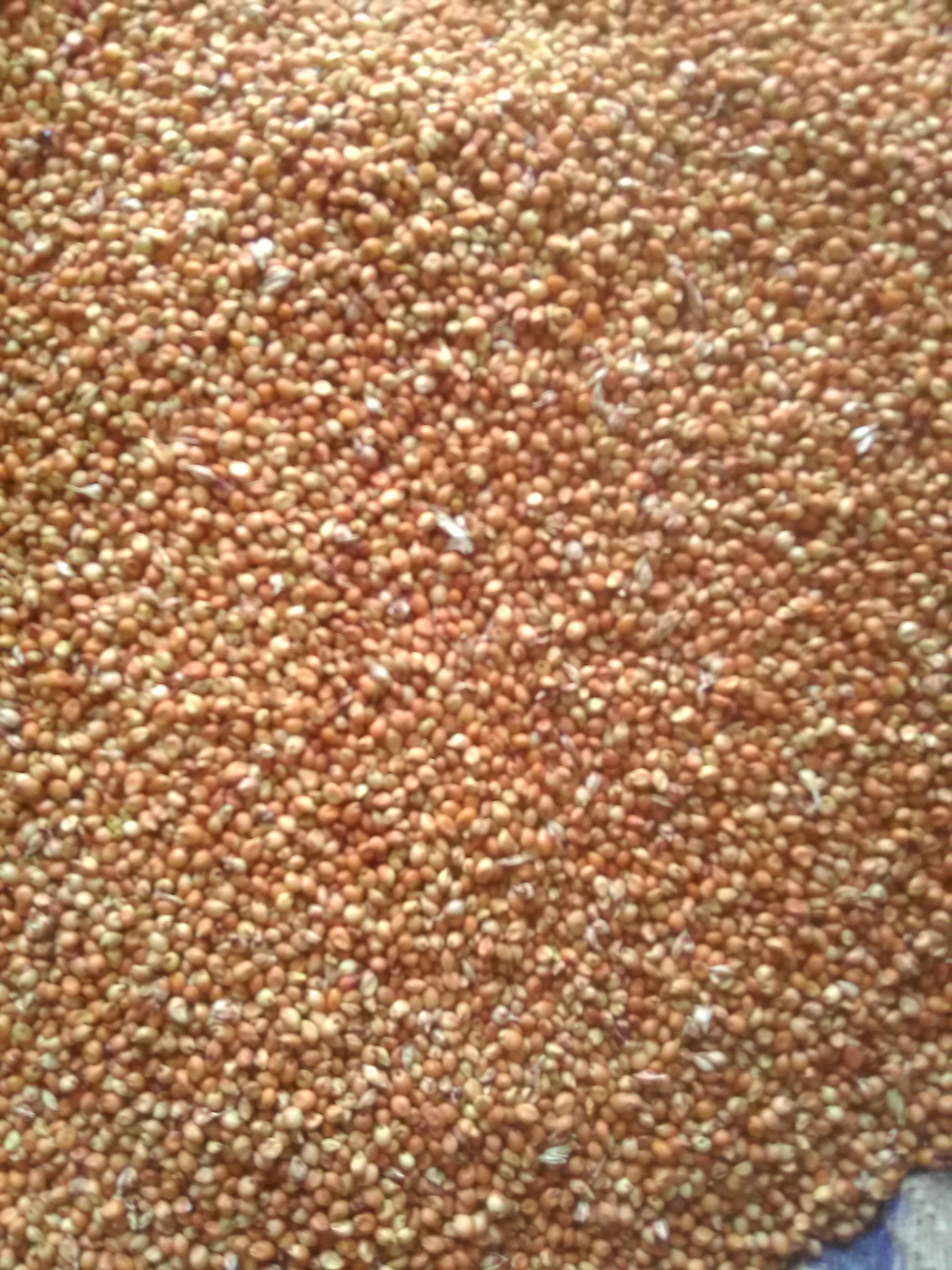 Organic Maize