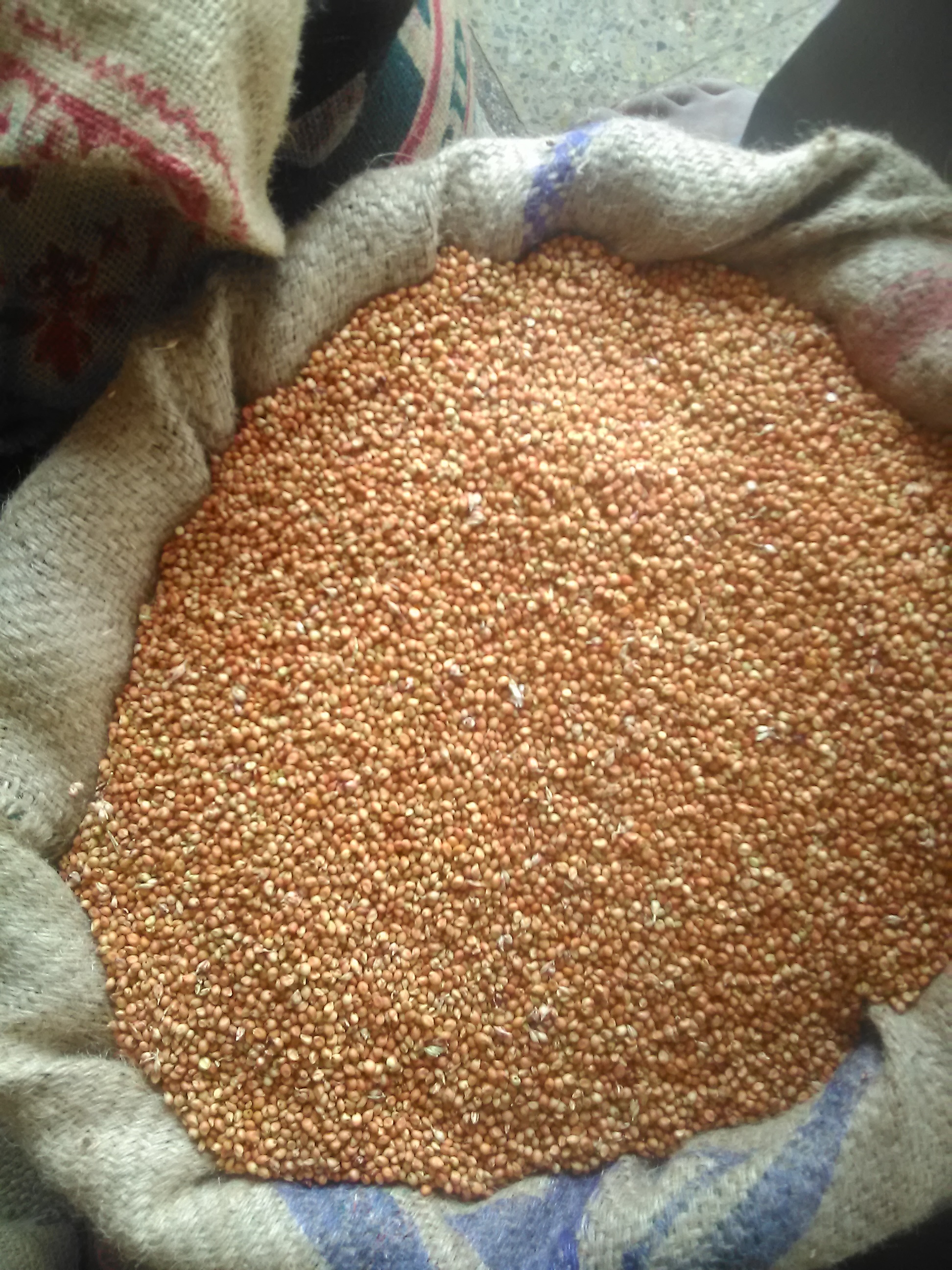 Organic Maize