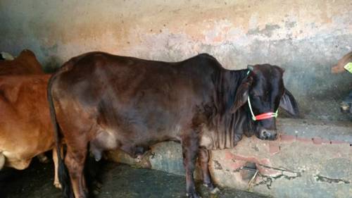 Pure Rathi Cow - 400-500 kg, 120-130 cm Height, Brown with White Patches | Cost Effective, Disease Resistant, High Milk Yield, Easy Maintenance
