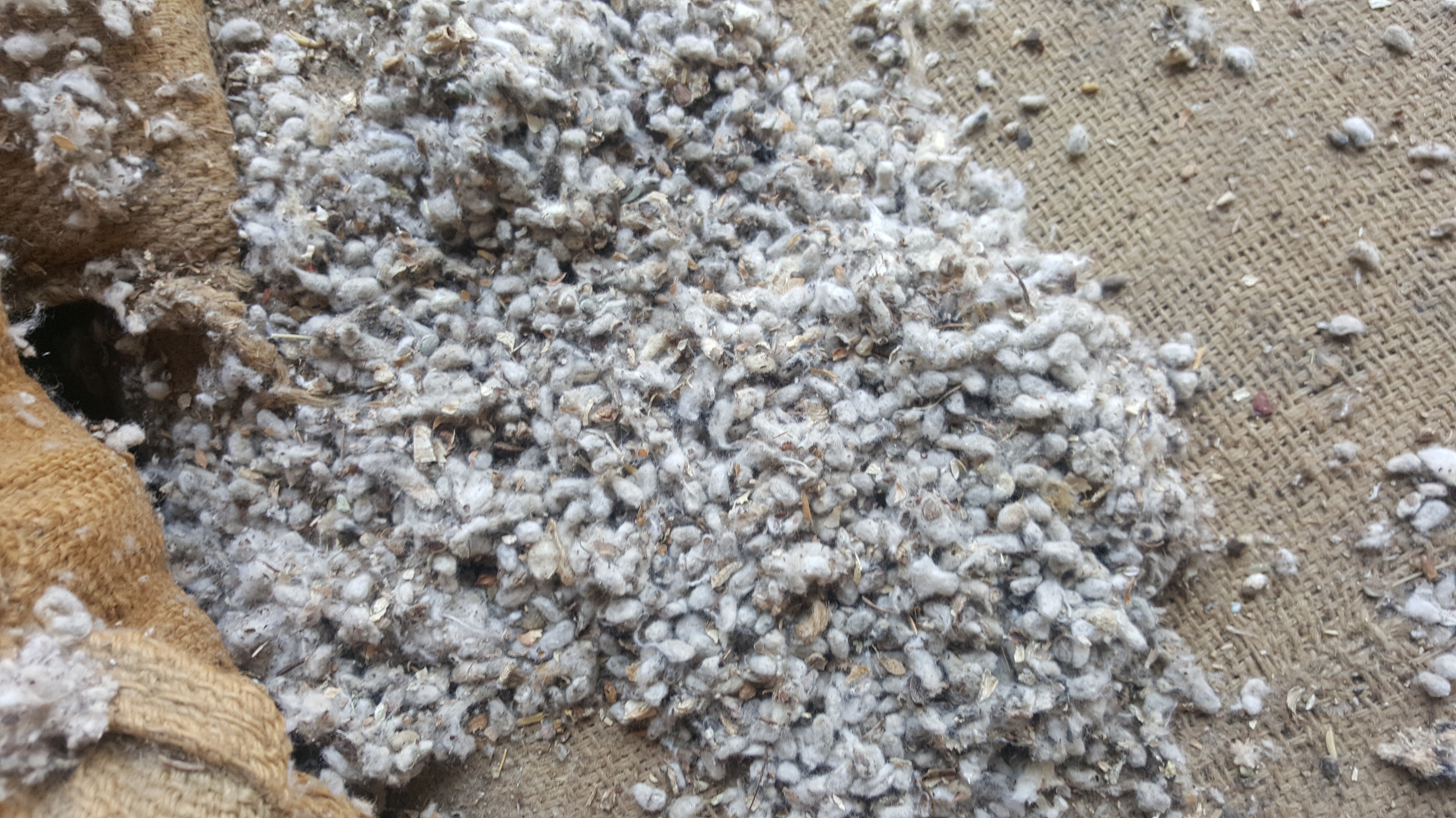 Cotton Seed