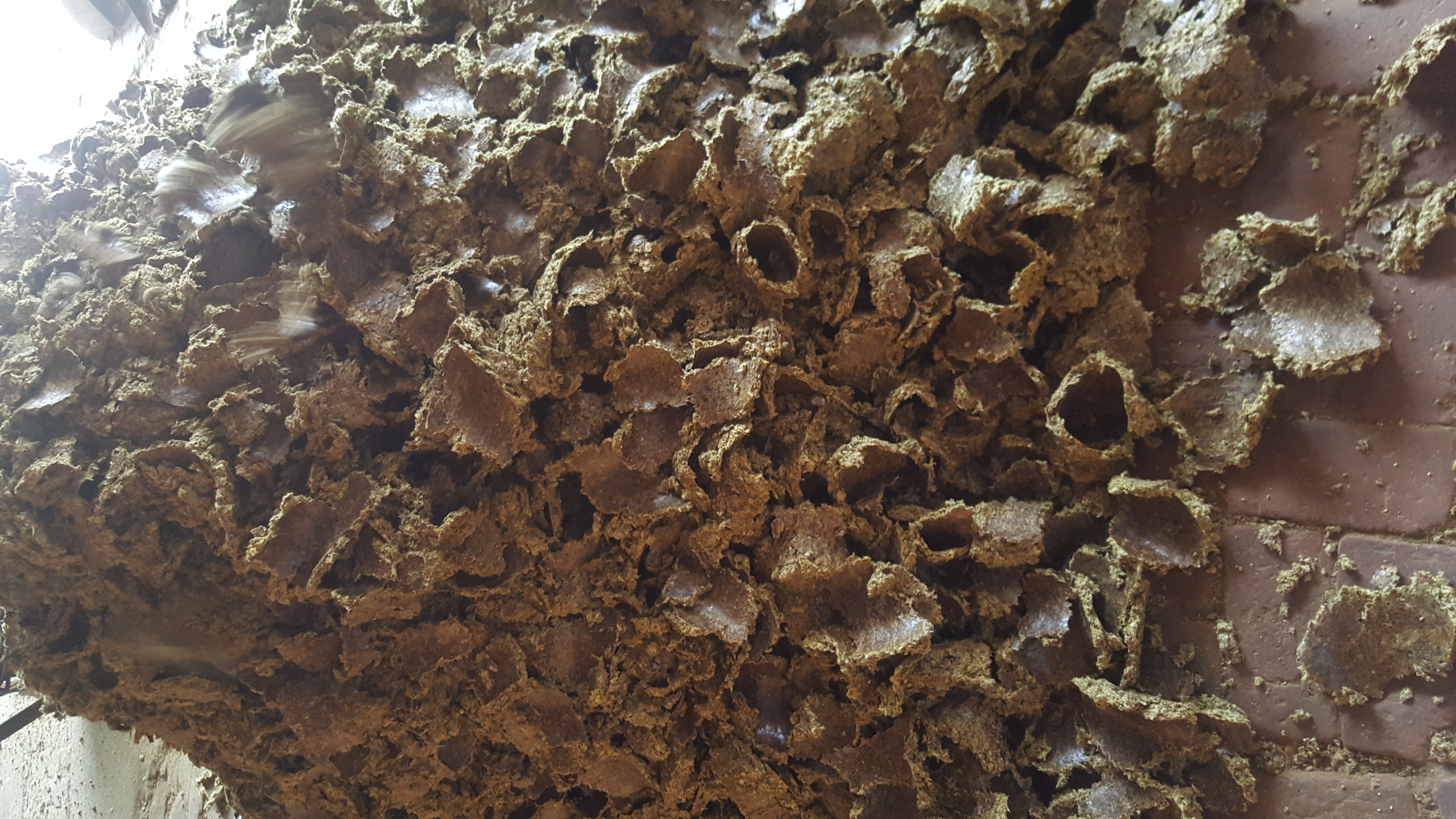 Cotton Seed