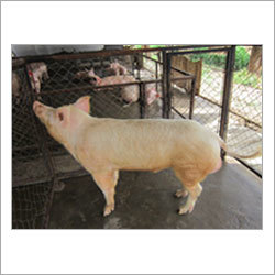 बड़े सफेद यॉर्कशायर सुअर