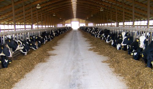 Cattle Feed