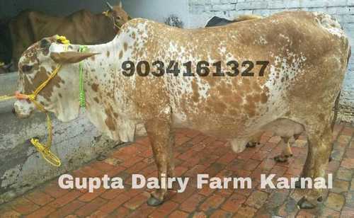 Cattle Rathi Cow