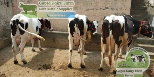 ब्लैक एंड व्हाइट Hf काउज़