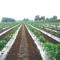 हॉर्टिकल्चर मल्च फिल्म