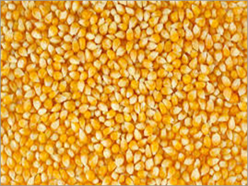 Organic Maize