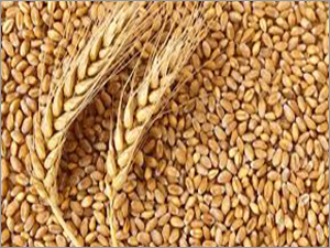 Organic Wheat Grain
