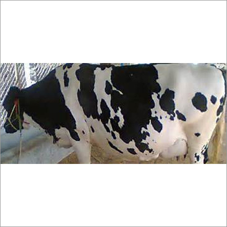 Hf Cow Gender: Female