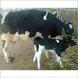 HF Cow - Age 15-20 Years, 200 Kg Weight | Dairy Production Female Heifer