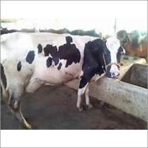 Hf Cow Gender: Female