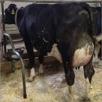 HF COW - Female Dairy Breed, 15-20 Years Age Range | 150-200 kg Weight, Ideal for Commercial Dairy Production