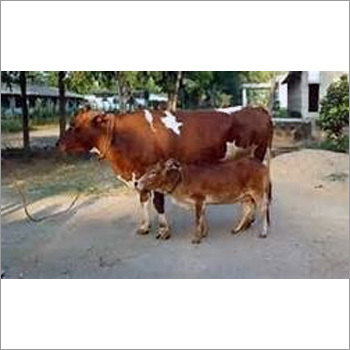 साहीवाल गाय