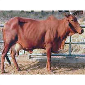 Sahiwal Cow Gender: Female