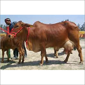 सहीवाल गाय