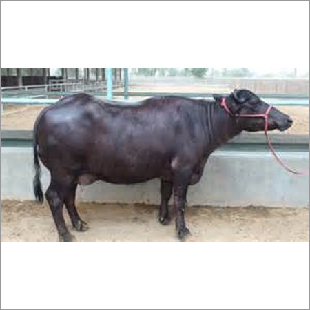 Murrah Buffalo