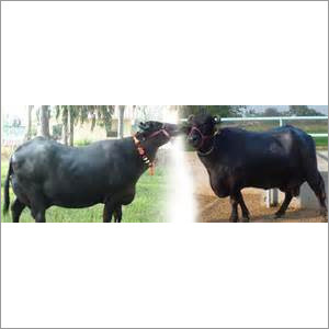 Murrah Buffalo