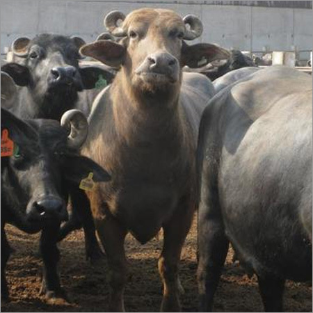Murrah Buffalo Gender: Female