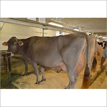 जर्सी गाय