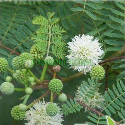 एकेशिया कटेचू तेल निकालना