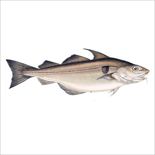 Haddock Fish