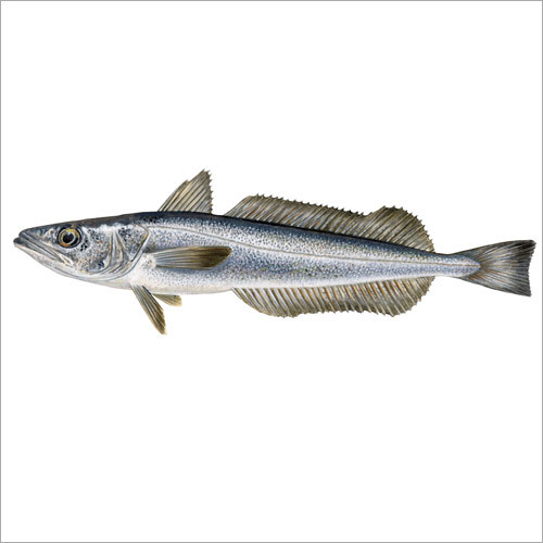 Hake Fish