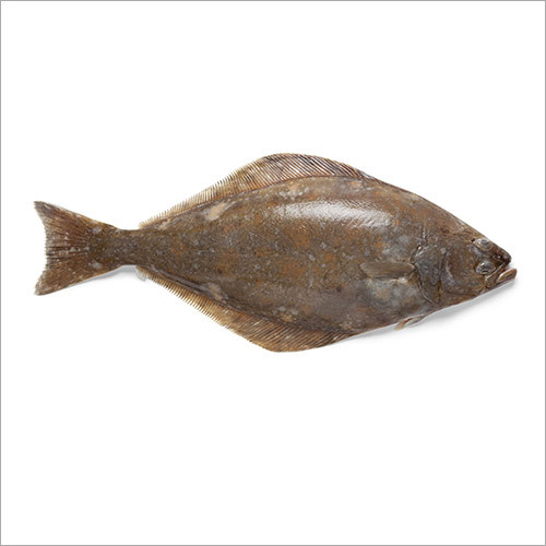 Halibut Fish