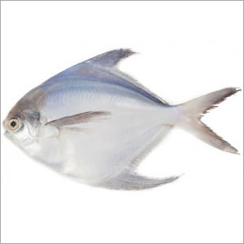 Pomfret Fish