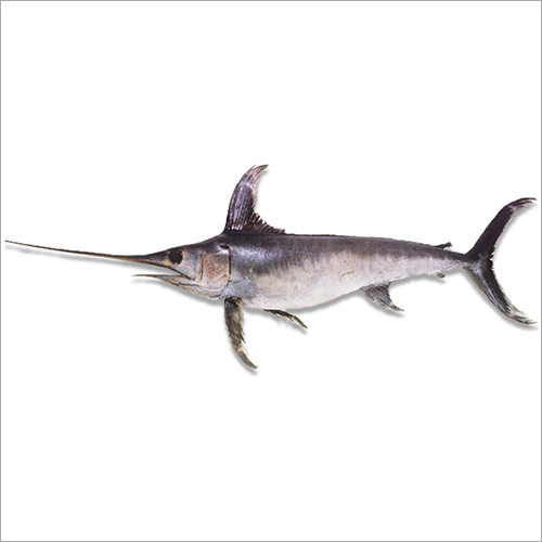 Swordfish